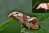 Phalonidia contractana